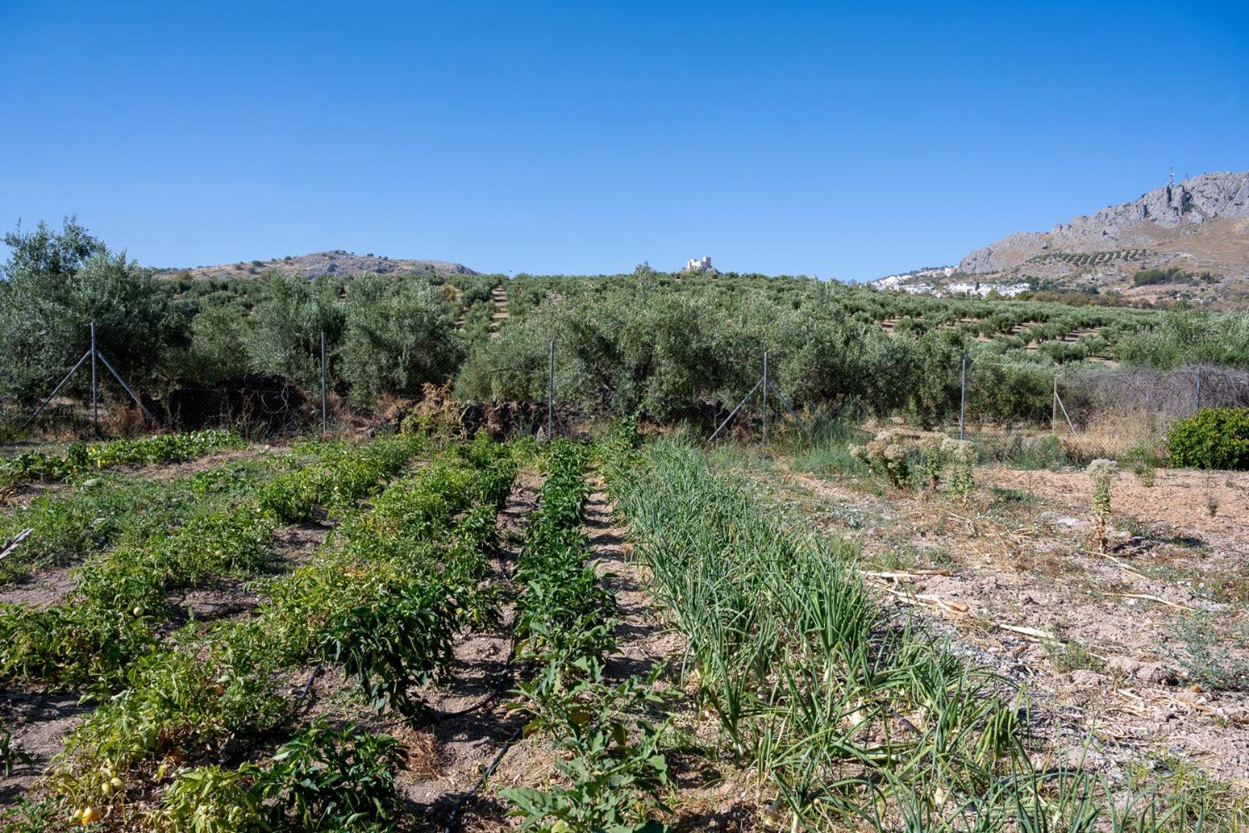 Agroturismo Ecologico El Cortijillo Luque Екстериор снимка